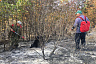 В Саратовской области на месте лесного пожара выставили караульных 