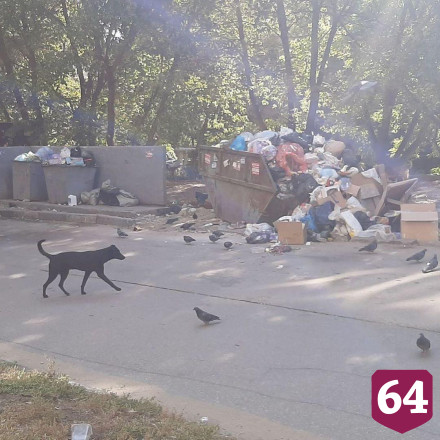 Саратовцы нашли мертвых крыс на детской площадке