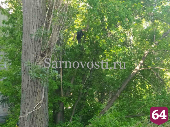 Спасатели уговорили нарушителя самоизоляции не прыгать с дерева 
