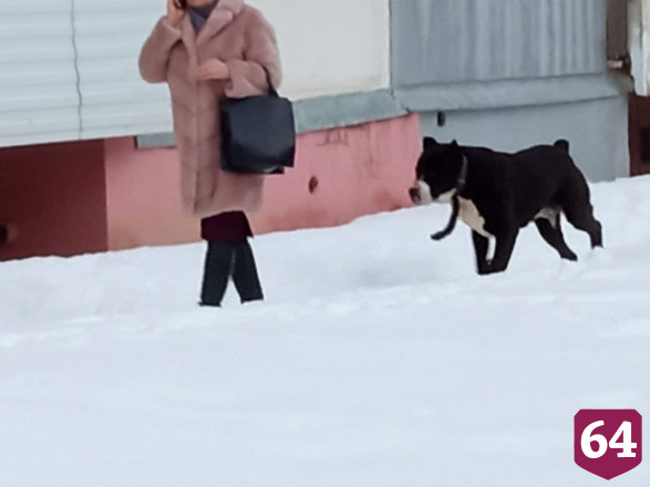 В Саратове пес с ошейником изодрал домашнюю собаку
