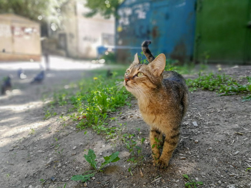 Жителей Саратова научили правильно фотографировать котиков
