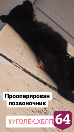 Жительница Саратова подобрала и выбросила щенка с 3-го этажа