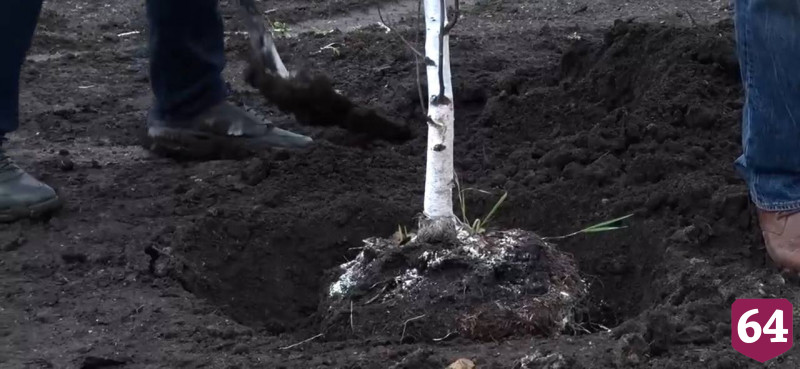 В новом сквере Саратова высадили березы и рябины