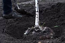 В новом сквере Саратова высадили березы и рябины