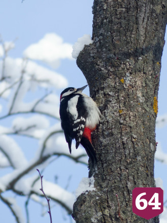 Саратовцы с ведром семечек навещают птиц на Кумысной поляне