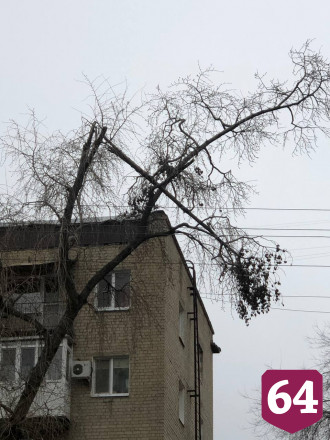 Саратовцы ждут падения дерева на голову