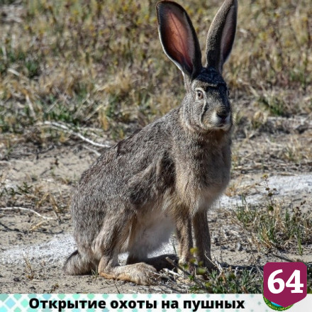 В Саратовской области открывается охота на пушных животных