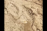 В Энгельсе нашли «море» из фекалий