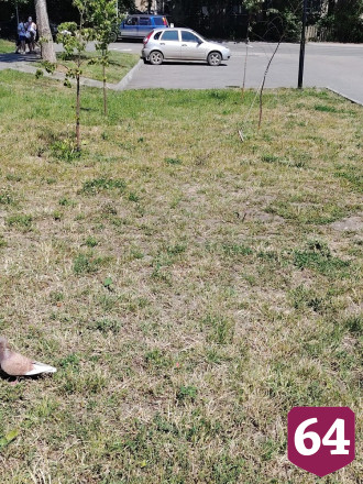 В Саратове проверят подрядчика сквера из-за некачественного ремонта