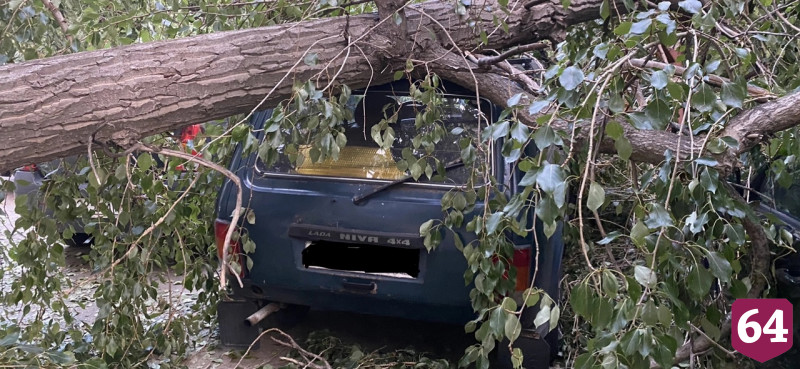 В центре Саратова дерево придавило внедорожник