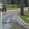 В Энгельсе утиное семейство остановило движение на дороге