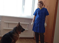 Саратовские ветеринары вакцинировали полицейскую собаку Несси