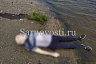 Пожилой мужчина упал с моста в Волгу и погиб