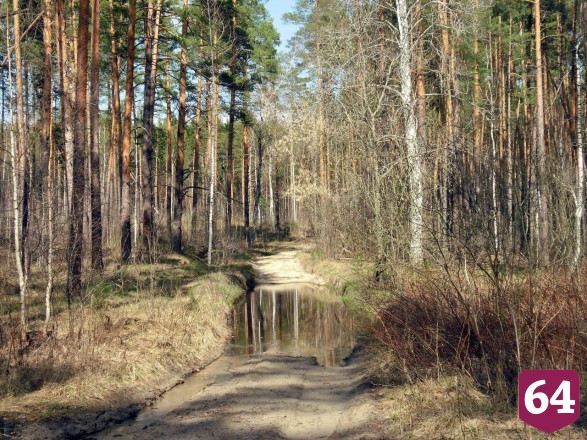Жителям покажут самый красивый саратовский лес 