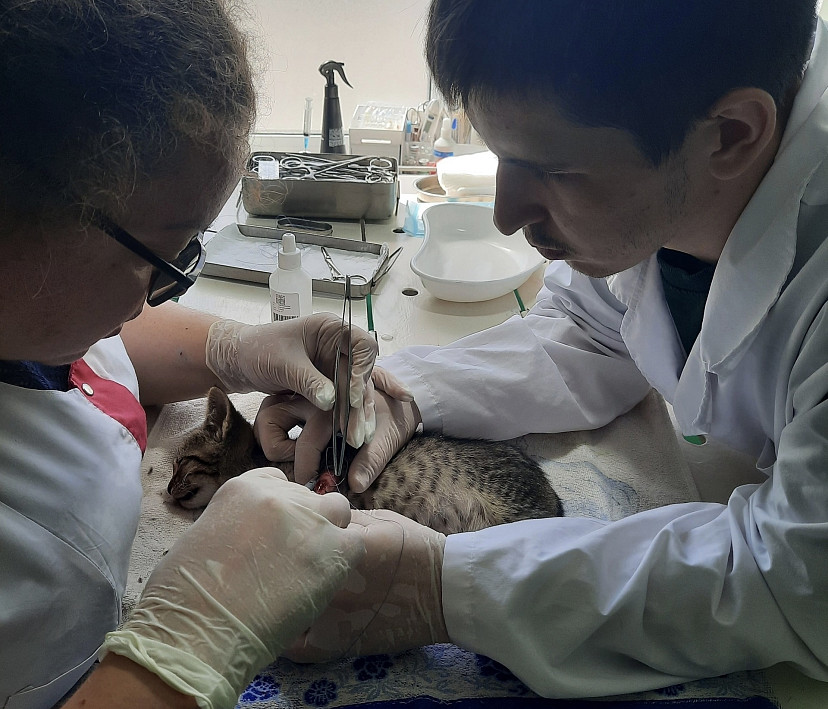 Саратовские ветеринары спасли двухмесячного котенка с резаной раной