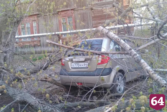 В Саратове дерево рухнуло на три припаркованных автомобиля
