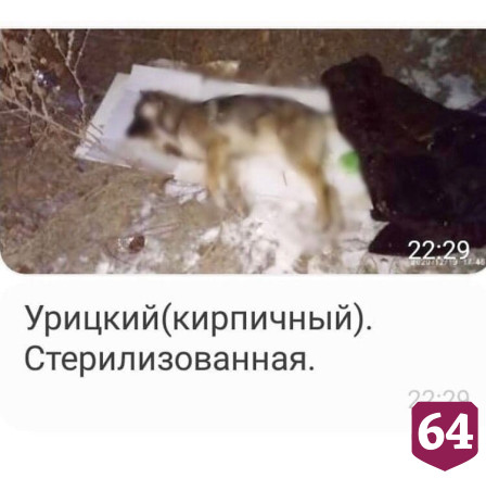 Жители Саратова сообщили о массовом отравлении собак