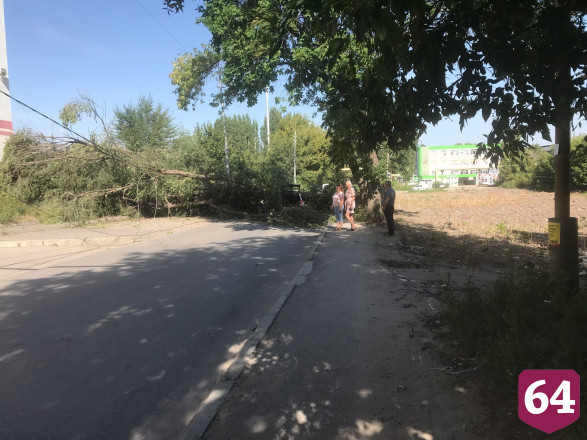 В Саратове дерево рухнуло на иномарку с водителем и пассажиром