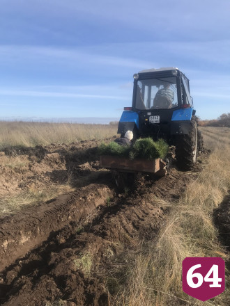 Под Саратовом высадили 200 гектаров леса 