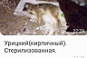 Жители Саратова сообщили о массовом отравлении собак