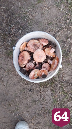 Саратовцы ведрами набрали грибы на Кумысной поляне