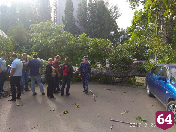 На Беговой дерево повисло на проводах и раздавило автомобиль
