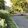 В городском парке Саратова высадят дубы и розы