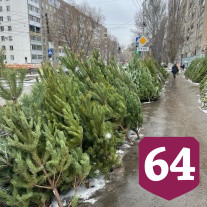 Жители Саратова пожаловались на торговцев елками