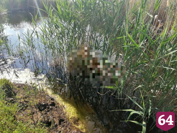 Саратовец заметил у моста утопленника