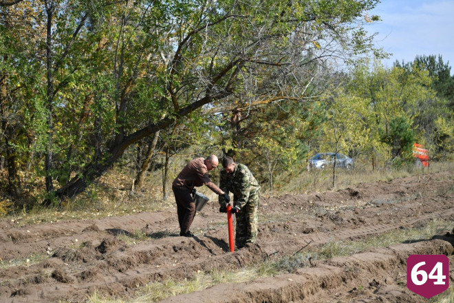В Саратовской области высадили 15 тысяч гектаров лесов