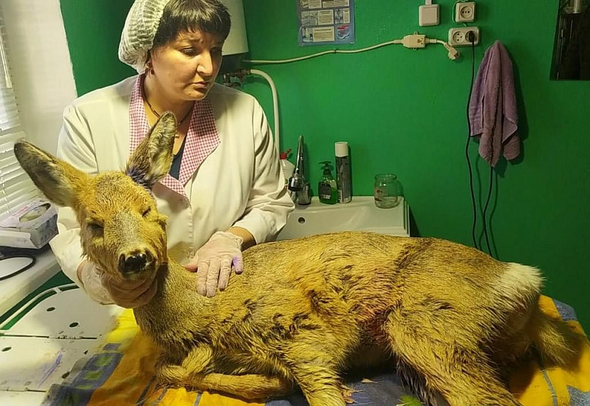 Саратовские ветеринары прооперировали раненую косулю