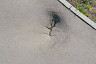 Саратовцев возмутили засохшие деревья и сломанные фонари в парке