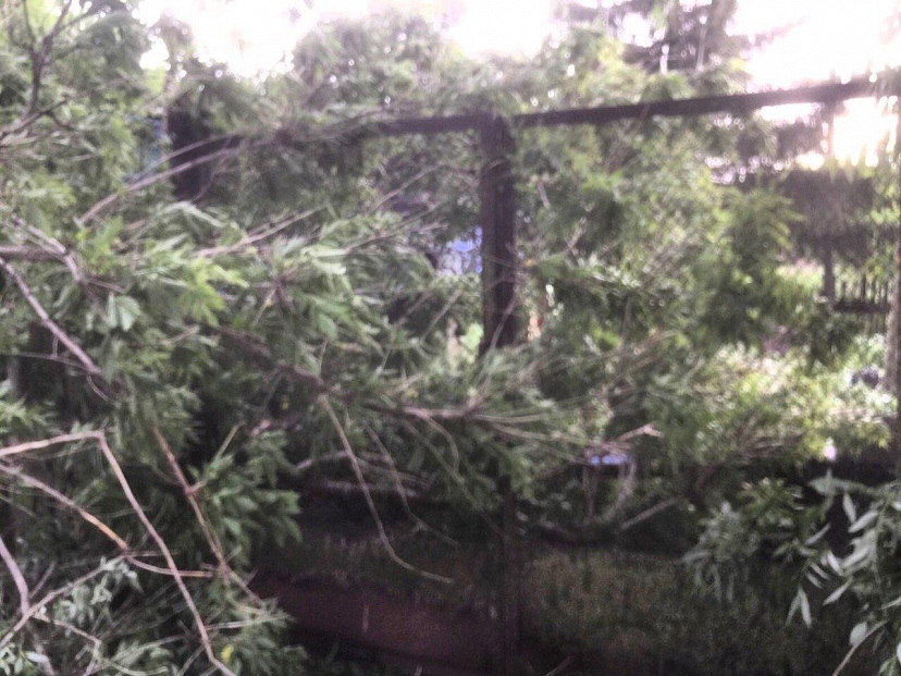Упавшее дерево заблокировало в доме женщину с детьми