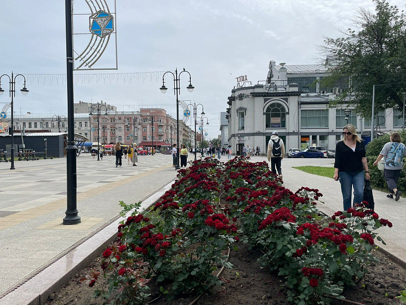 С клумбы в центре Саратова похитили 56 кустов роз