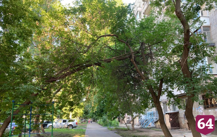 Жители просят спилить опасные деревья у школы в центре Саратова