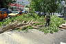 В Саратове в грозу повалило 32 дерева 