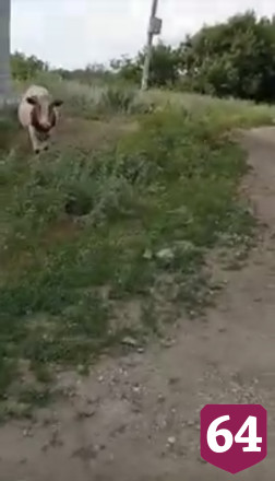 Под Саратовом бык едва не забодал ребенка