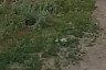 Под Саратовом бык едва не забодал ребенка