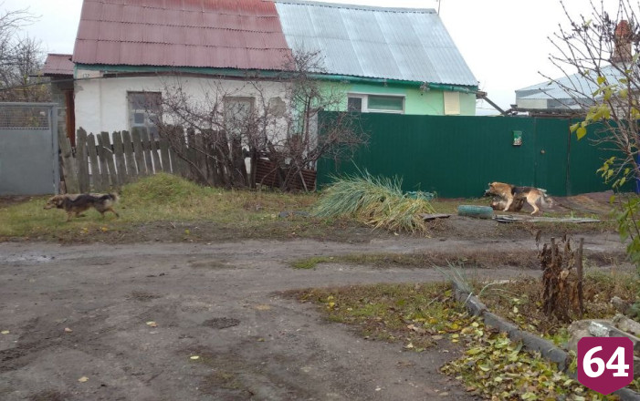 Саратовцы боятся отпускать детей из дома из-за агрессивной стаи собак 