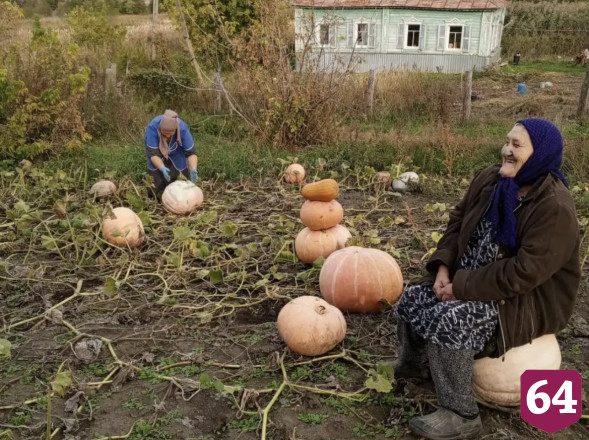 Саратовским пенсионерам помогли собрать урожай тыквы