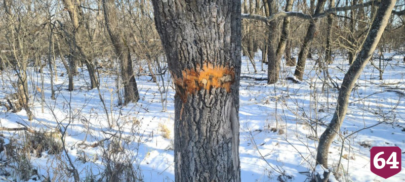 Неизвестные повредили и вырубили дубы под Саратовом