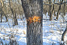 Неизвестные повредили и вырубили дубы под Саратовом