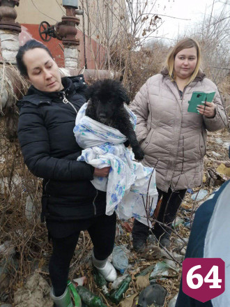 Спасатели вытащили щенка из колодца с кипятком