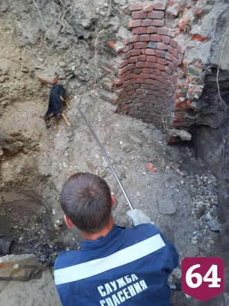 В Саратове из коммунальной ямы спасли собаку