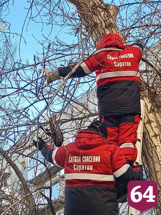 Спасатели освободили застрявшую на дереве в центре Саратова птицу