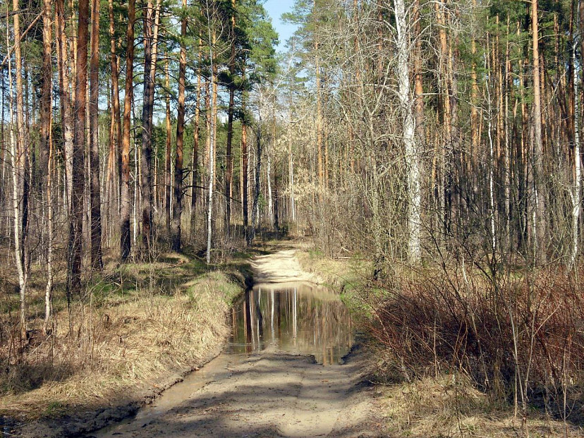 Жителям покажут самый красивый саратовский лес 