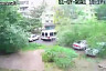 В Саратове дерево рухнуло на 3 автомобиля