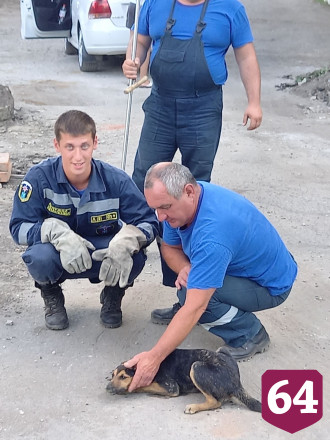 В Саратове из коммунальной ямы спасли собаку