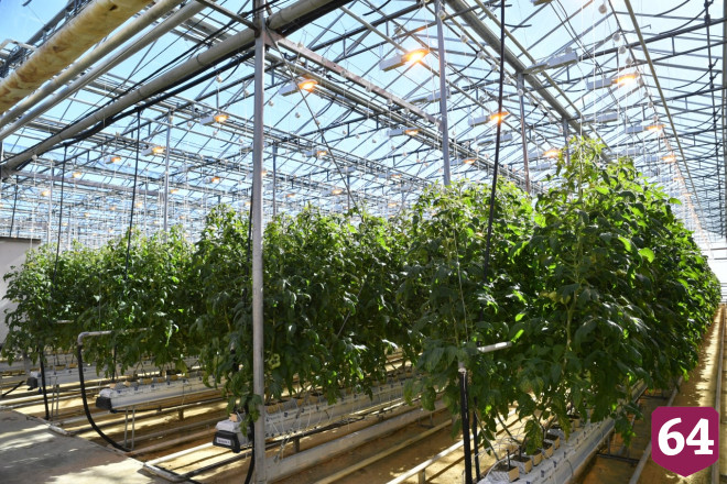 В Саратове откроют дополнительные точки продажи овощей