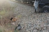 Водитель «Оки» погиб в ДТП с локомотивом в Саратовской области